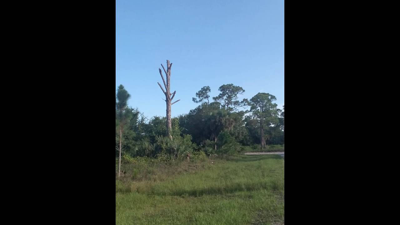 Pat Strawser walnut/cedar/Paduak glass Turkey call YouTube