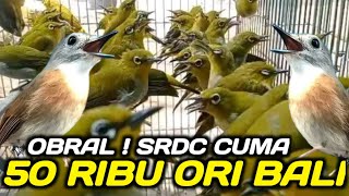CEK HARGA BURCIL AWAL TAHUN 2026 DIKIOS RUDI PASAR BURUNG PRAMUKA HARI INI