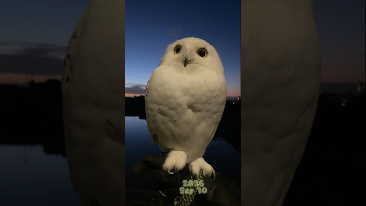 20260910 Morning walk 𓅓 2026年9月10日 朝さんぽ 𓅓 #snowyowl