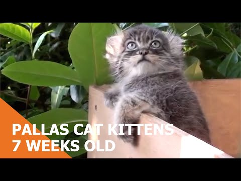 Pallas Cat Kittens - 7 weeks old pt1