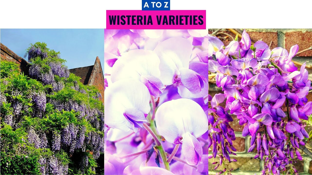 Wisteria Varieties A to Z