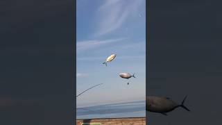 Sabiki fishing hardtails Navarre Beach