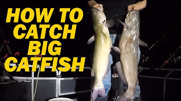 How to catch flathead catfish with live bait - Fishing for channel catfish with shad