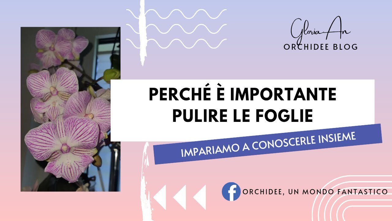 Perché è importante pulire le foglie 🙂