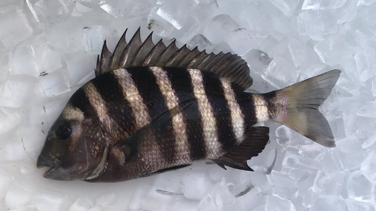 Inshore Sheepshead bite in the Halifax River December 2022 