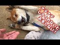 お腹をナデナデしてくれるまでお手を拒否する柴犬 If I do not pet Japanese Shiba Inu's stomach he will not give me his paw.