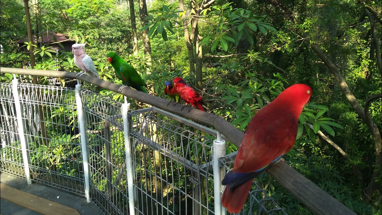 Lory Loft at Jurong Bird Park, Singapore // Attractions in Singapore