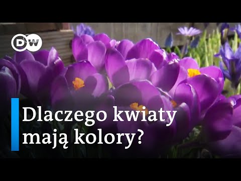 Wideo: Dlaczego Kwiaty Prezentowane Są W Opakowaniu