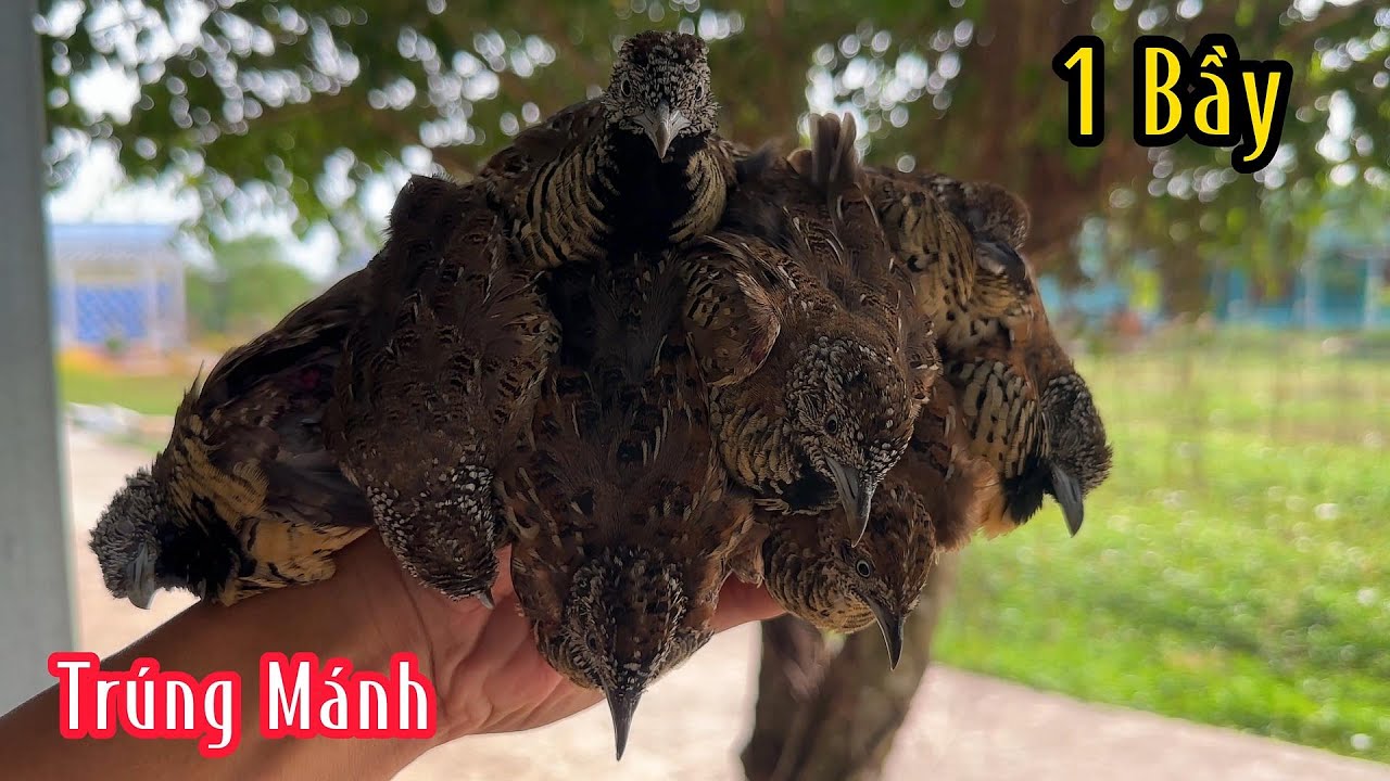 Trúng Mánh 1 Bầy Chim Cút | Đam Mê Săn Bắt