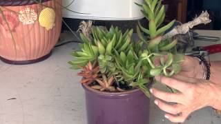 How to Make Jade Plant Cuttings Grow : Great Gardening