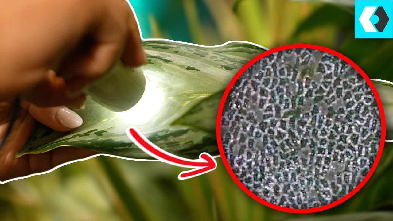 Unlocking the Secrets of Photosynthesis!