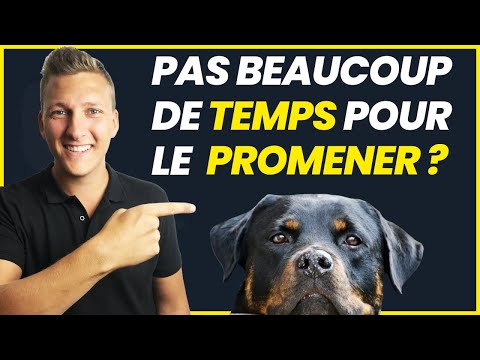 Vidéo: Chiens à temps partiel