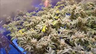 D's Cheap Grow Room Report - Feb 24 2019 - Reveg is going fantastic