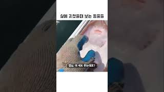 삶에 지쳤을때 보는 동물들