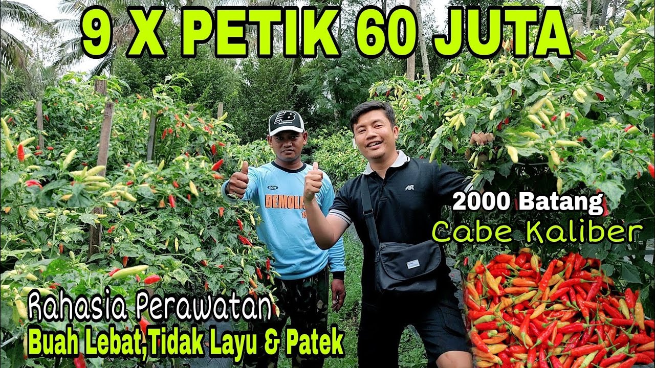 Tanaman Cabe Yang Menguntungkan