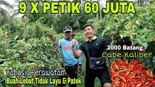 Tanaman Cabe Yang Menguntungkan