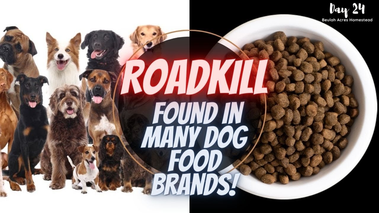 what are bad dog food brands