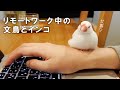 文鳥とインコとリモートワークをした結果【文鳥と暮らすvol.049 】Javasparrow Budgerigar