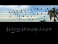 Jarbas agnelli   birds on the wires