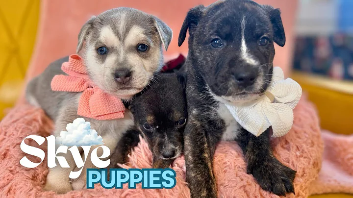 Meet the dreamy Skye puppies! 