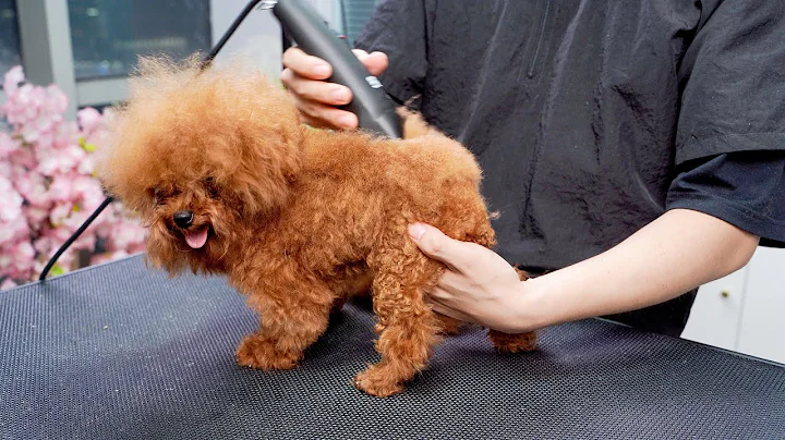 狂野“小狮子”美容后秒变超可爱“小羊驼”  ‖ Poodle Dog Grooming ‖ Cutest Puppies ‖ pet groomer ‖ 宠物美容 - 天天要闻