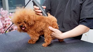 狂野“小獅子”美容後秒變超可愛“小羊駝” ‖ Poodle Dog Grooming ‖ Cutest Puppies ‖ pet groomer ‖ 寵物美容