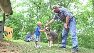 Brave dog jumps between baby and a venomous copperhead, gets bitten