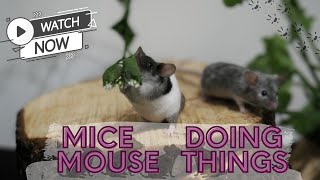 Mice Doing Mouse Things - MouseCityTV