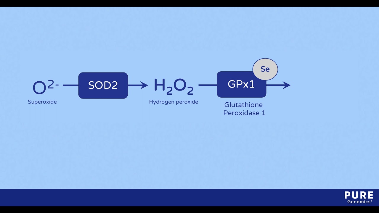 glutathione peroxidase reaction Microneedling with glutathione versus microneedling alone in treatment of  facial melasma: Split‐face comparative study - Mohamed - 2023 - Journal of  Cosmetic Dermatology main image 0