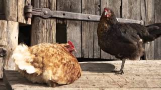 Why Are My Chickens Laying Soft Eggs? - Chickens in A Minute Video Series screenshot 4