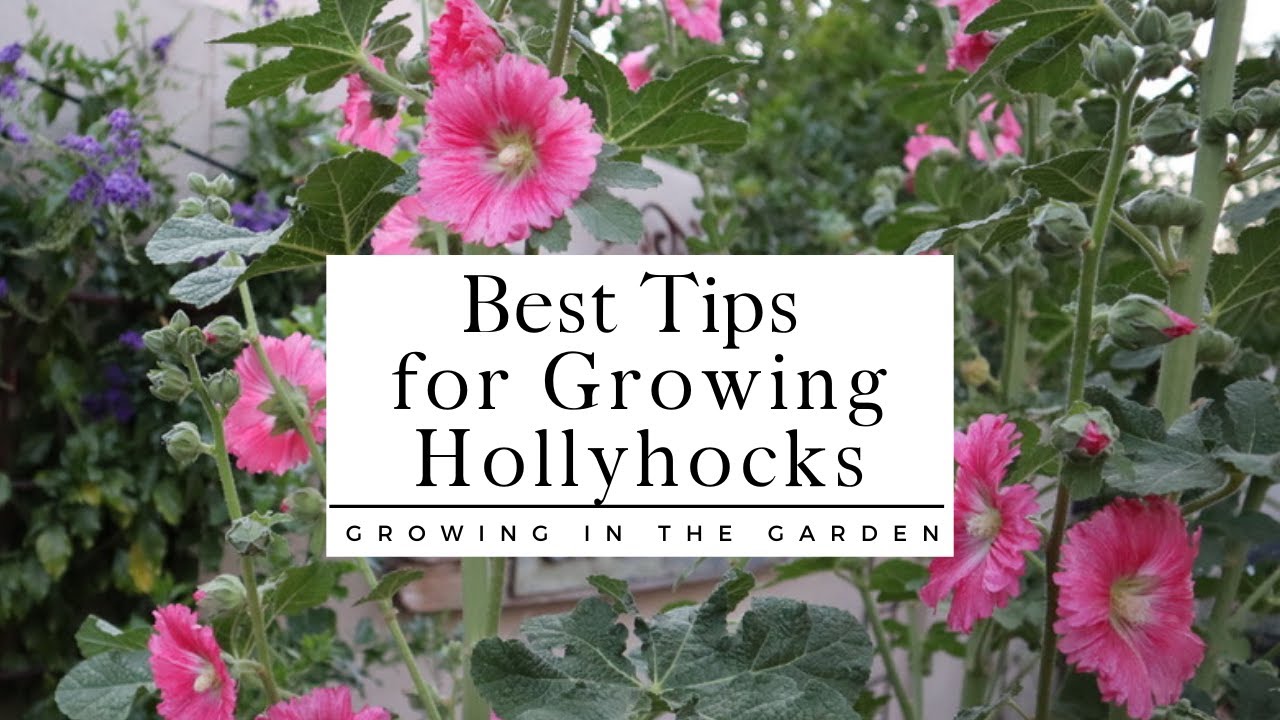 How Do You Keep Hollyhocks Healthy?