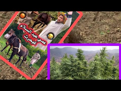 عمي عبدالسلام مخبث مع الحرث دالكيف