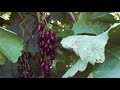 Как увеличить ягоды винограда в 2 раза (виноградарь Голуб А.А.)