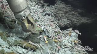 Deep-Sea Vent Site: TAG