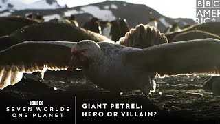 Giant Petrel: Hero or Villain? | Seven Worlds, One Planet | BBC America