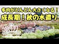 多肉がどんどん大きくなる❣️秋の水遣り
