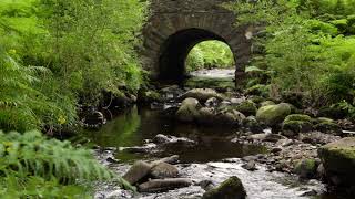 Forest River Nature Sounds - Water Flowing Stream Sound - Relaxing Ambient Birdsong For Sleeping