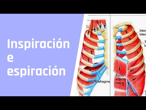 Video: ¿Cuál es la diferencia entre inspiración y espiración?