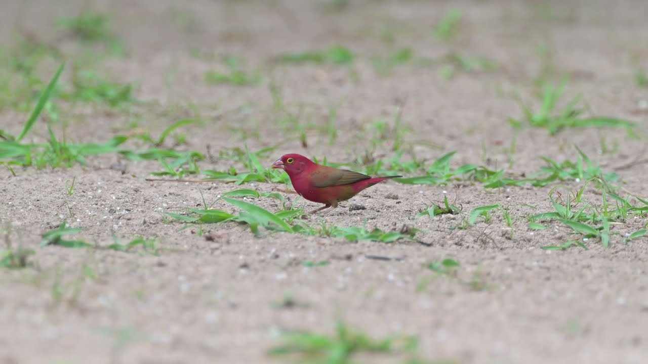 Red-billed Firefinch (Lagonosticta senegala) foraging - Brufut Woods (Gambia) 17-11-2024