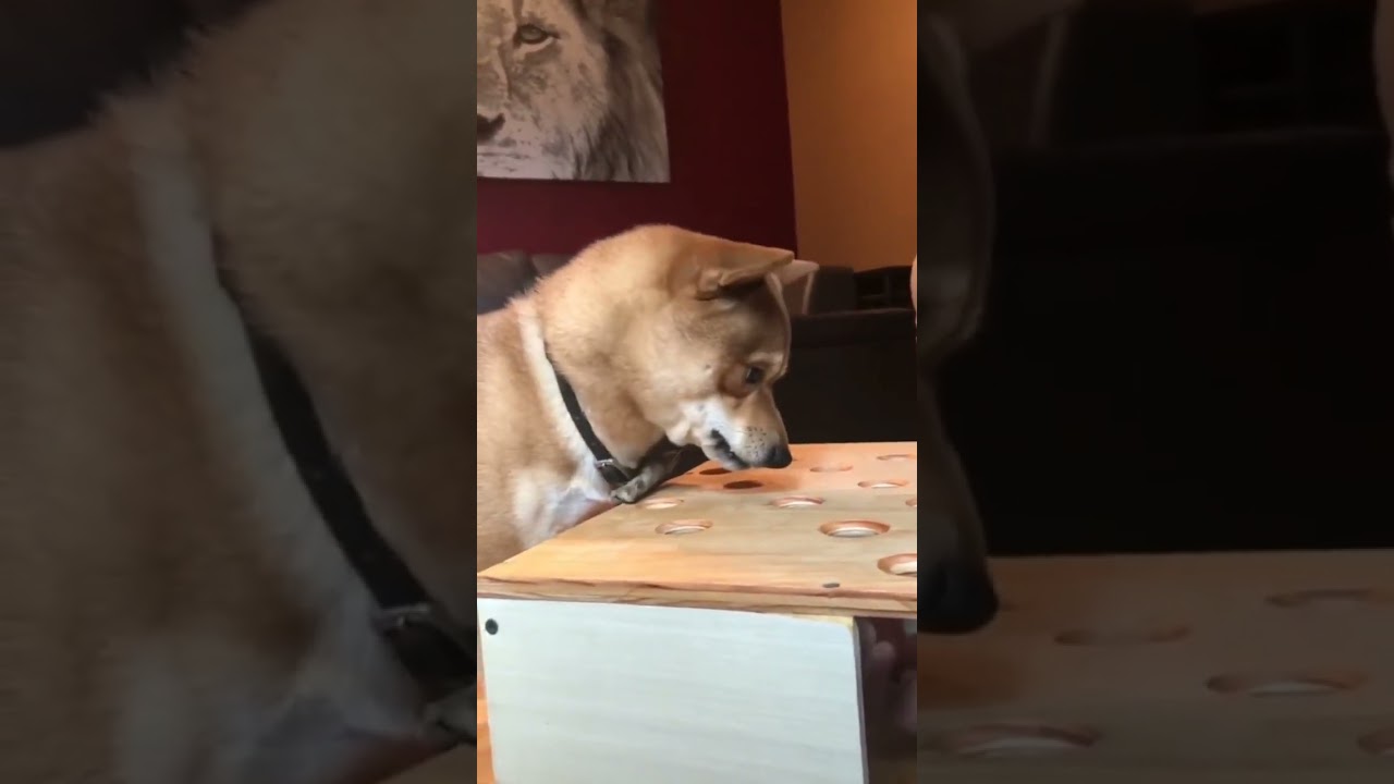 Funniest Dog Videos Compilation | Laugh-Out-Loud Dog Moments 