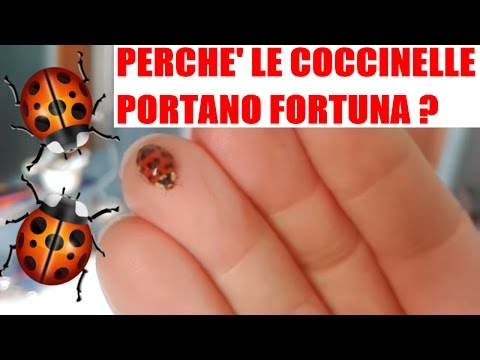 Video: Qual è il numero di telefono delle coccinelle?