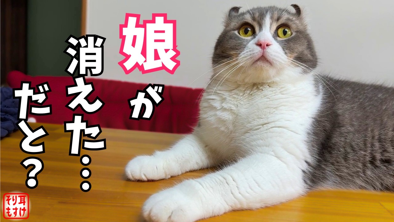 突然いなくなった娘を必死に探すパパ猫の愛情深い姿にほっこり