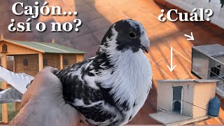 ¿Por qué utilizamos cajones y cuál elegir?: Jerezanas, Cajones con Vistero, Palomares abiertos…🤔🕊️