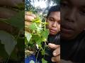 buah langka‼️di tempat kalian ada ga ini