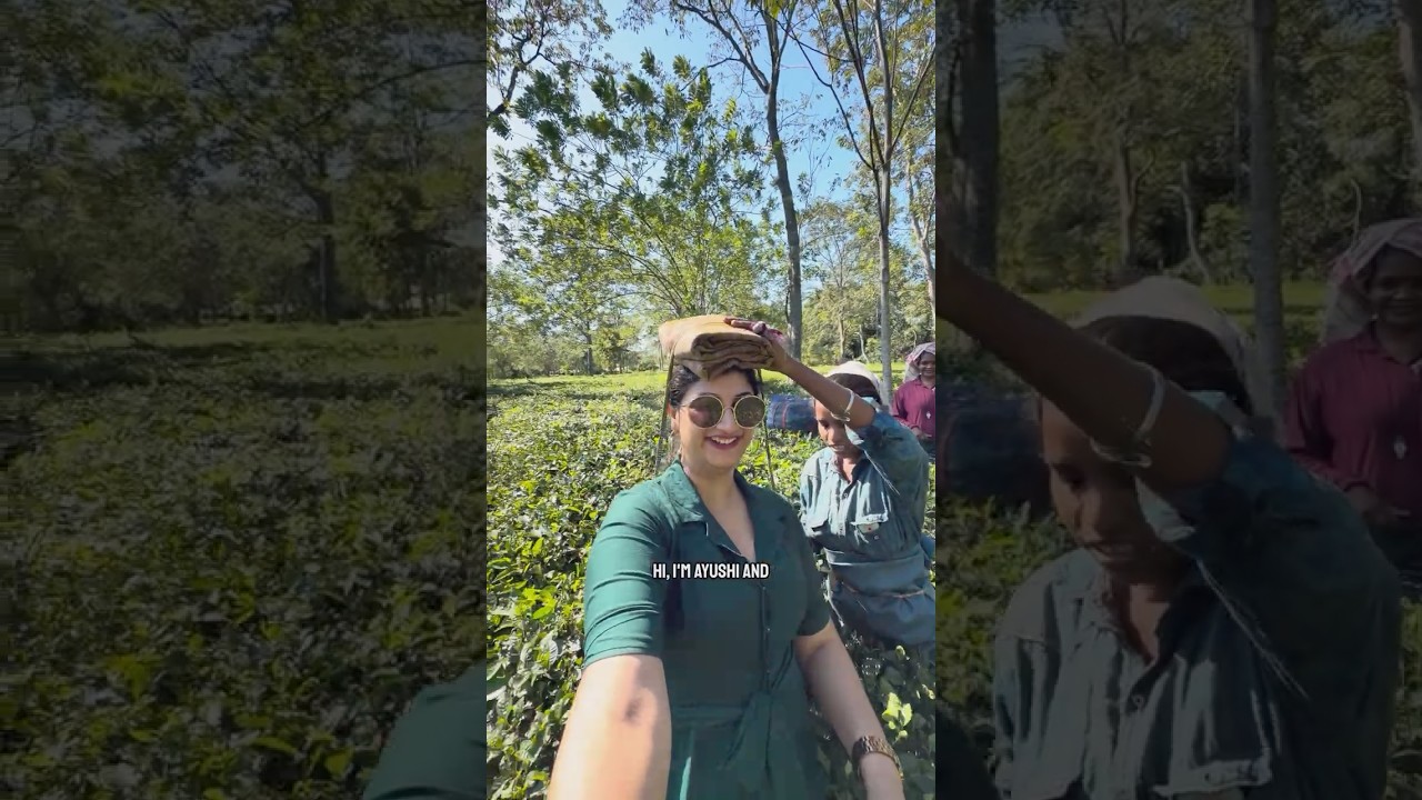 The best Assam itinerary | itinerary for Assam| Assam itinerary 