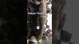 LIZARD FOOD??? #viral #reptiles #short