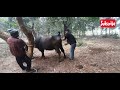 Artificial Insemination cow / buffalo गाय भैंस में कृत्रिम गर्भाधान