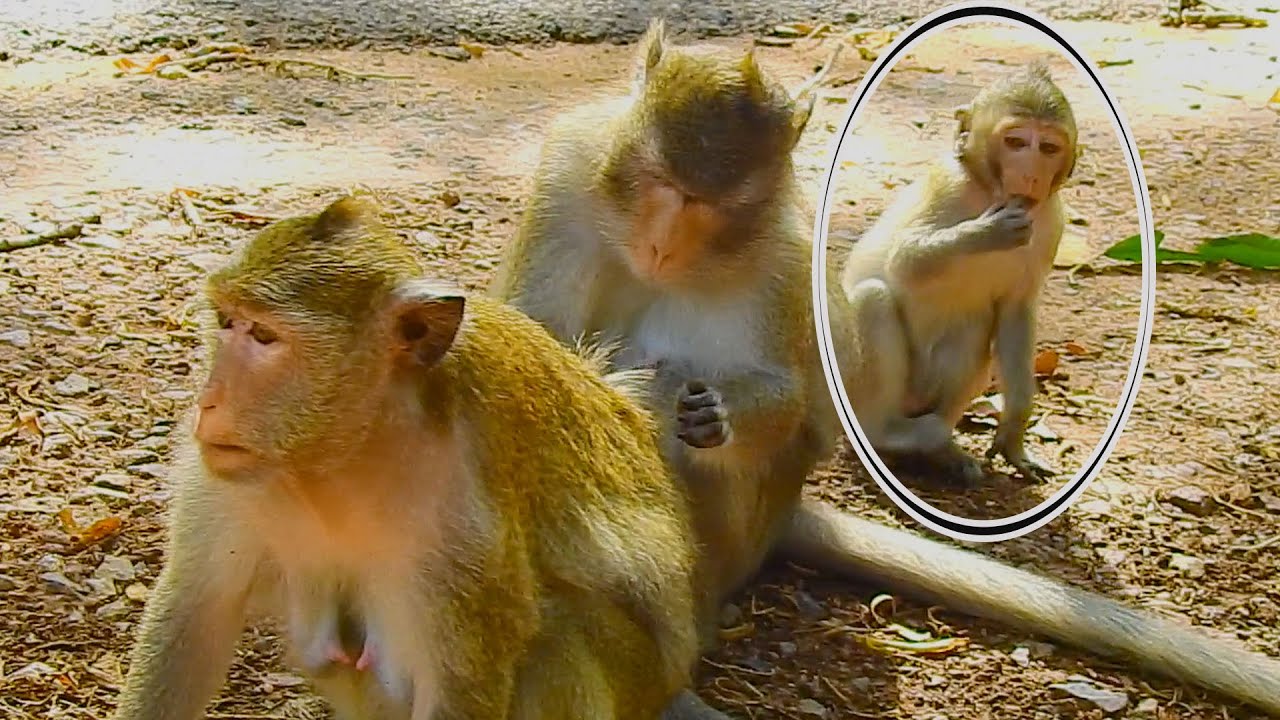 Oho Anna don't forget grooming baby Alba,Adorable tiny baby Alba want her mom grooming!