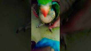 Taoa Ko Kya Hua? Viral