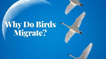 Why Do Birds Migrate? Journey into Their World!